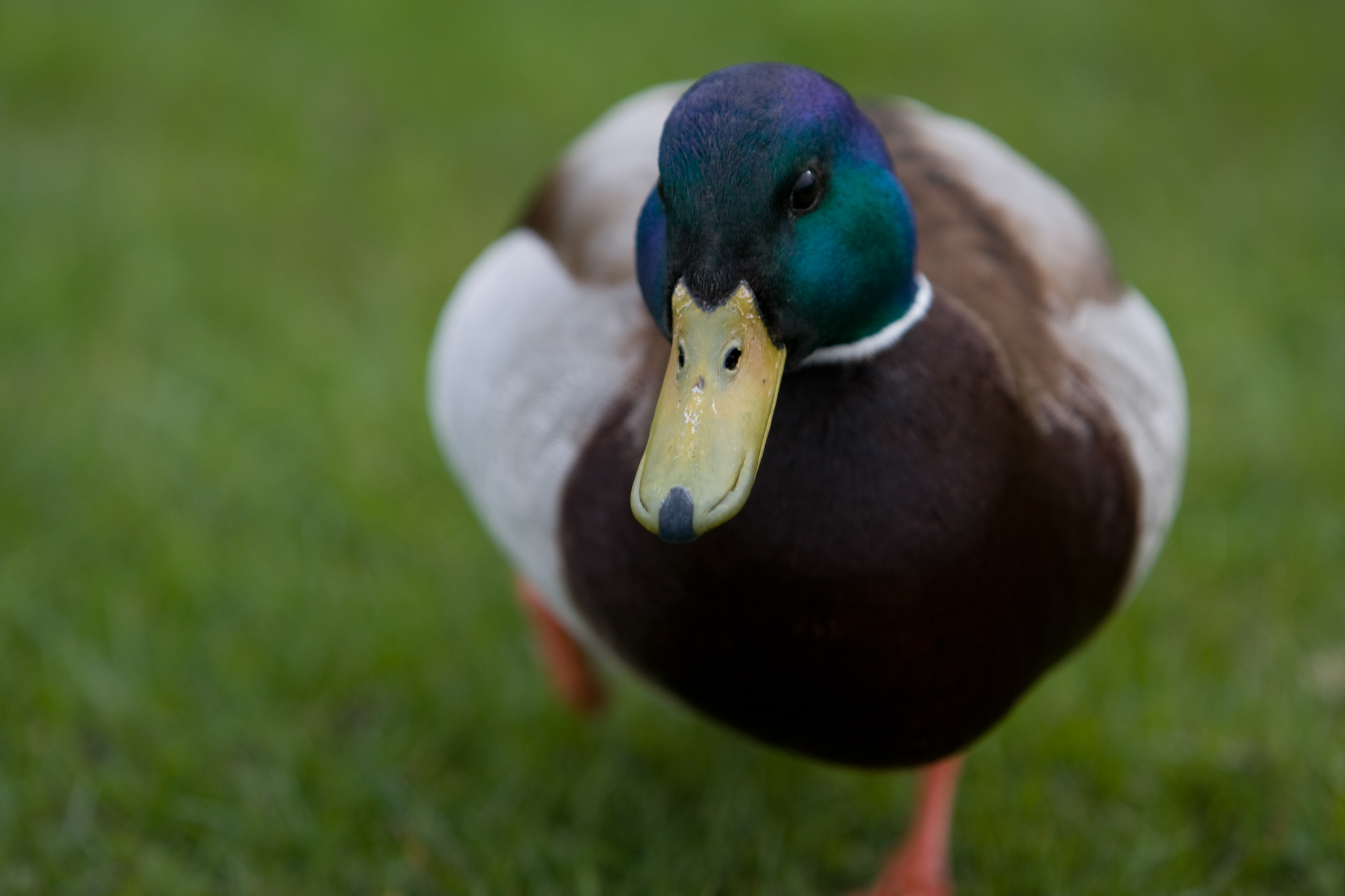 Ente face-to-face