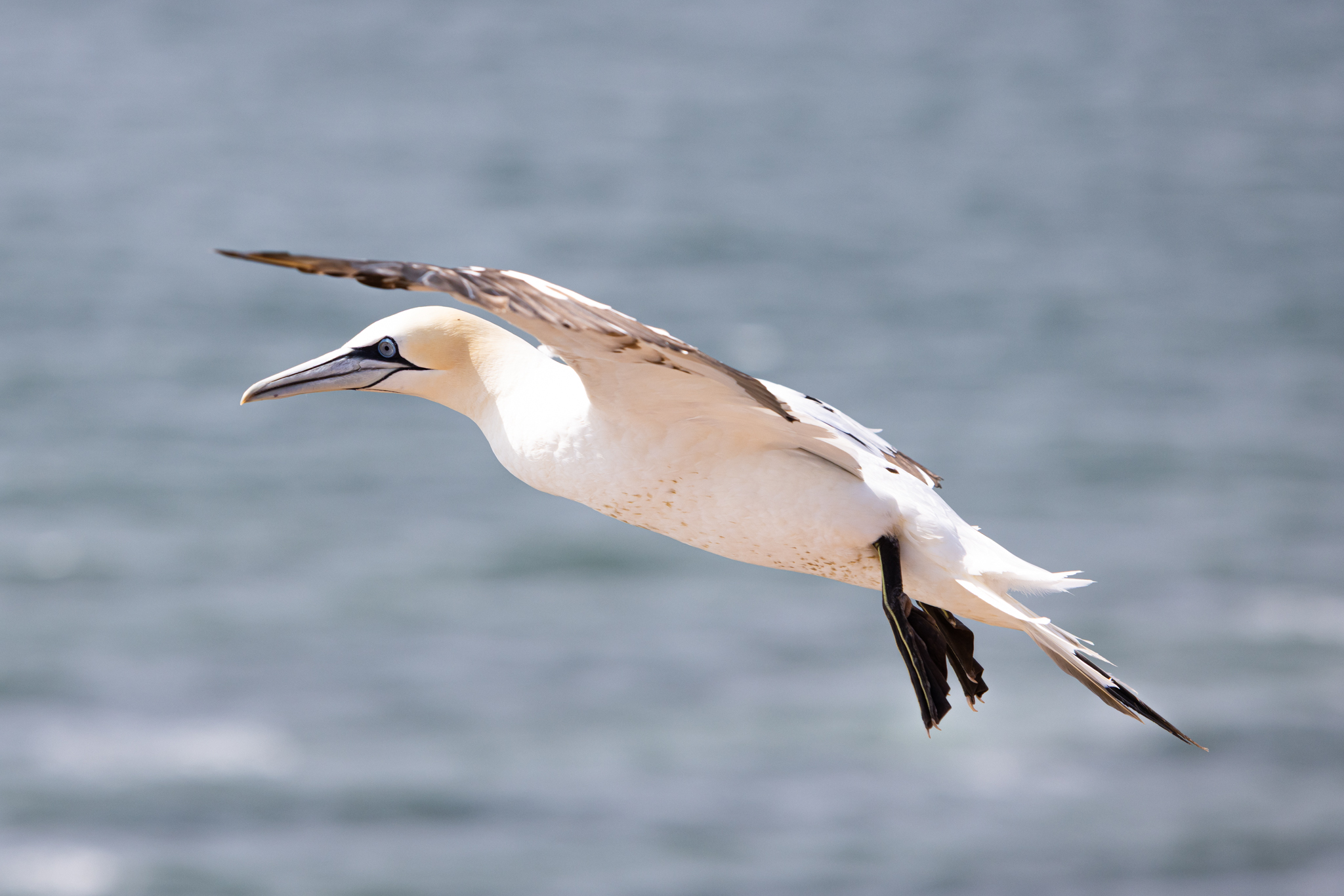 20220821  AZ Voegel 260A7294