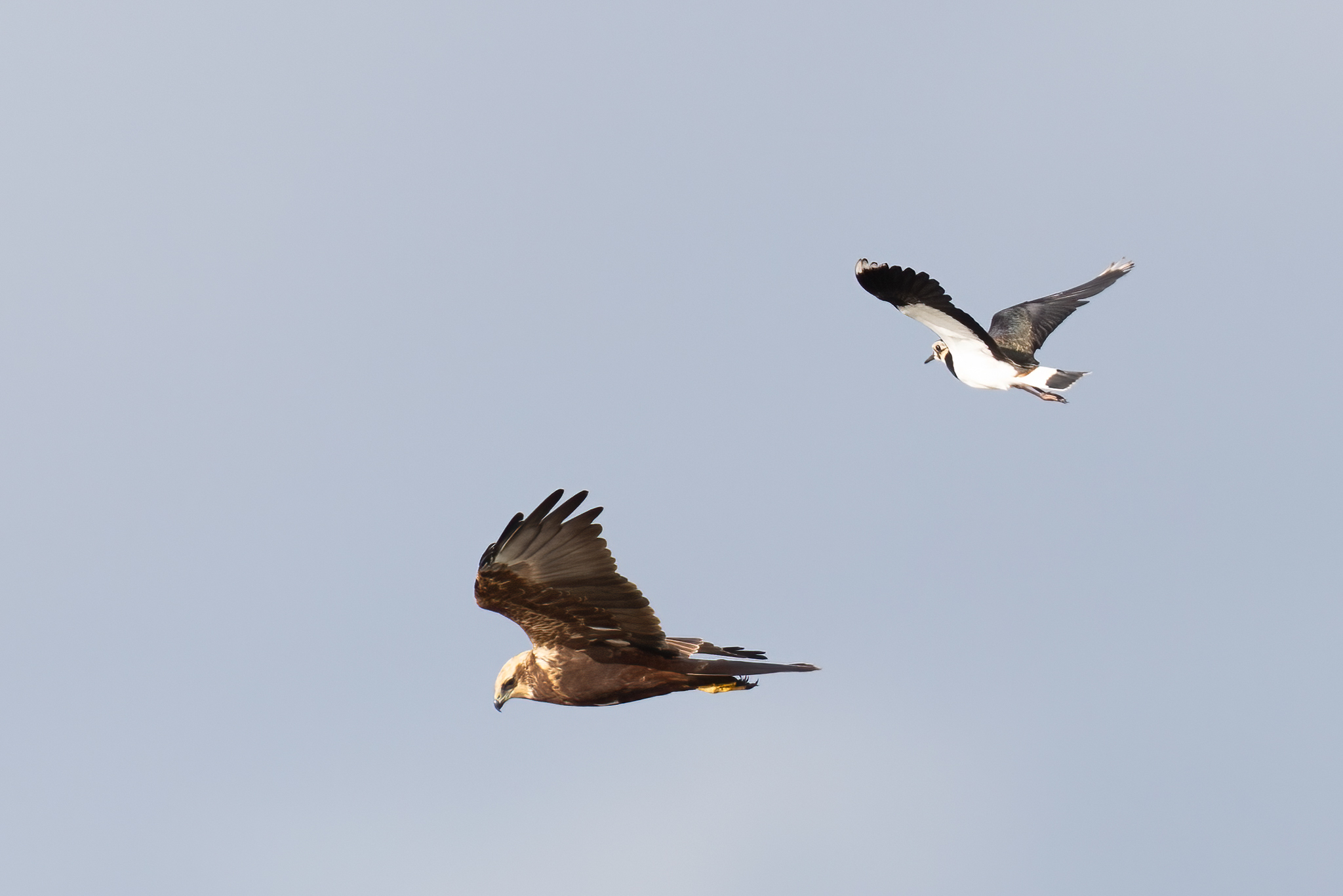 Rohrweihe mit Kibitz