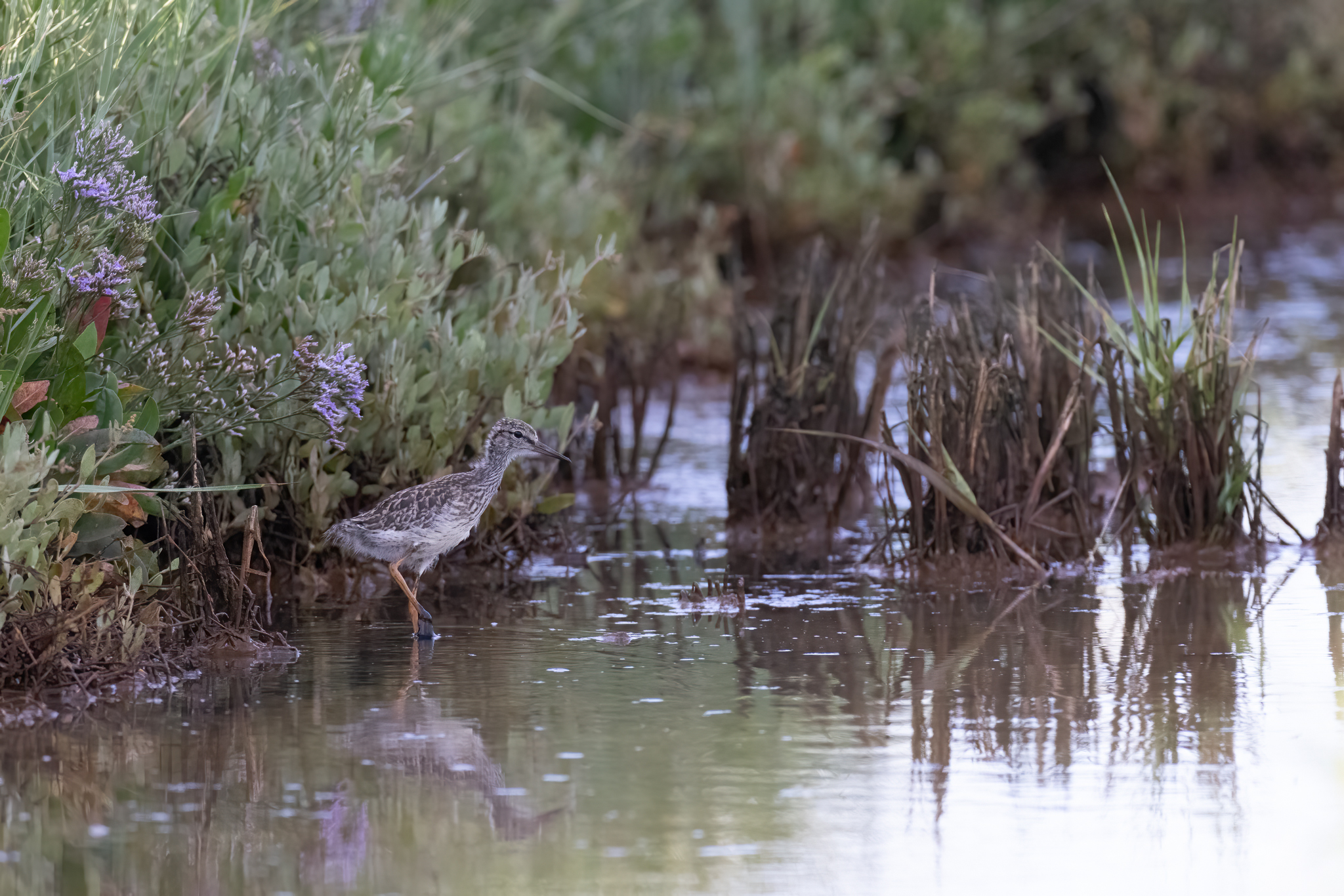 Rotschenkel (Küken)