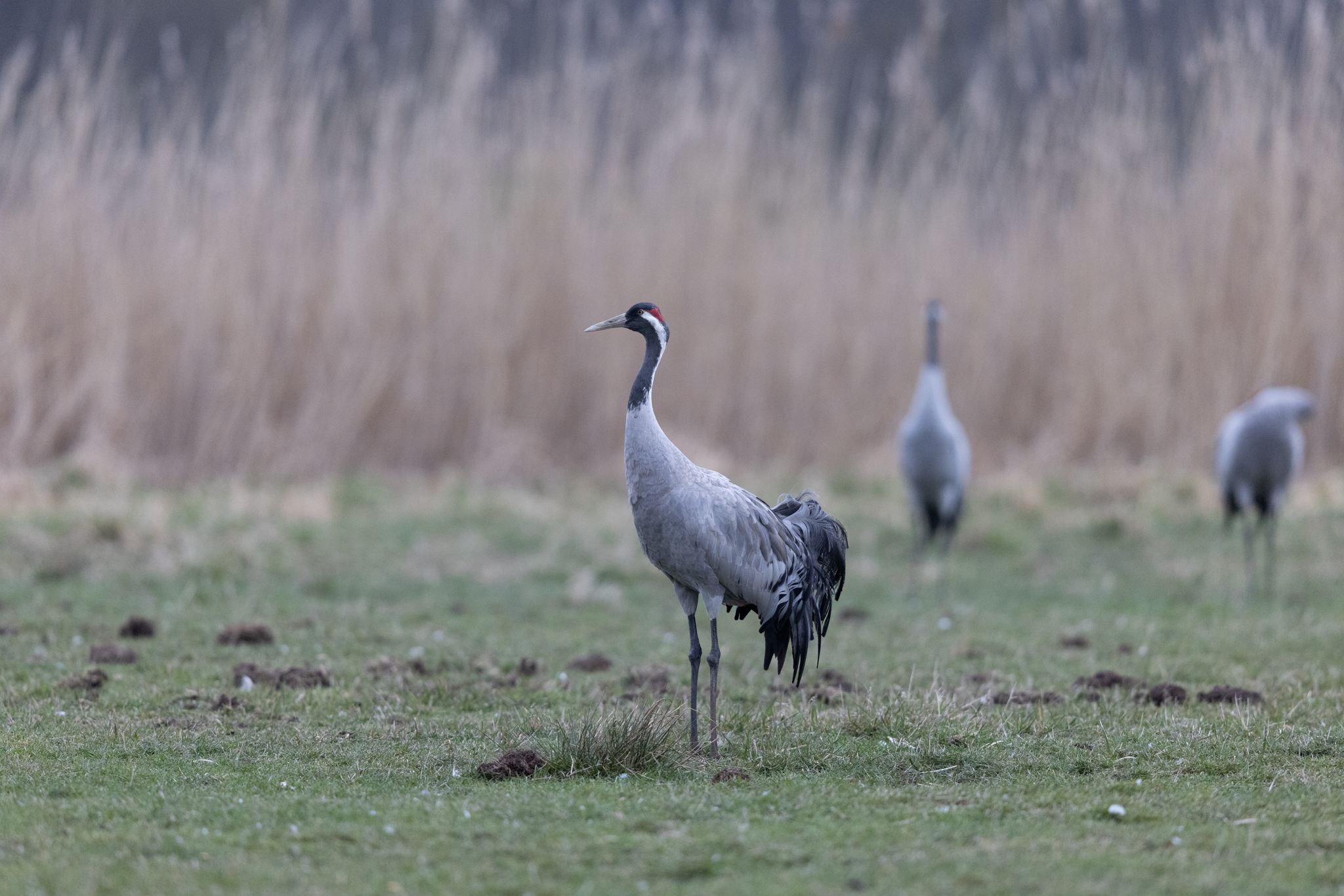 011 AZ Kraniche 2408