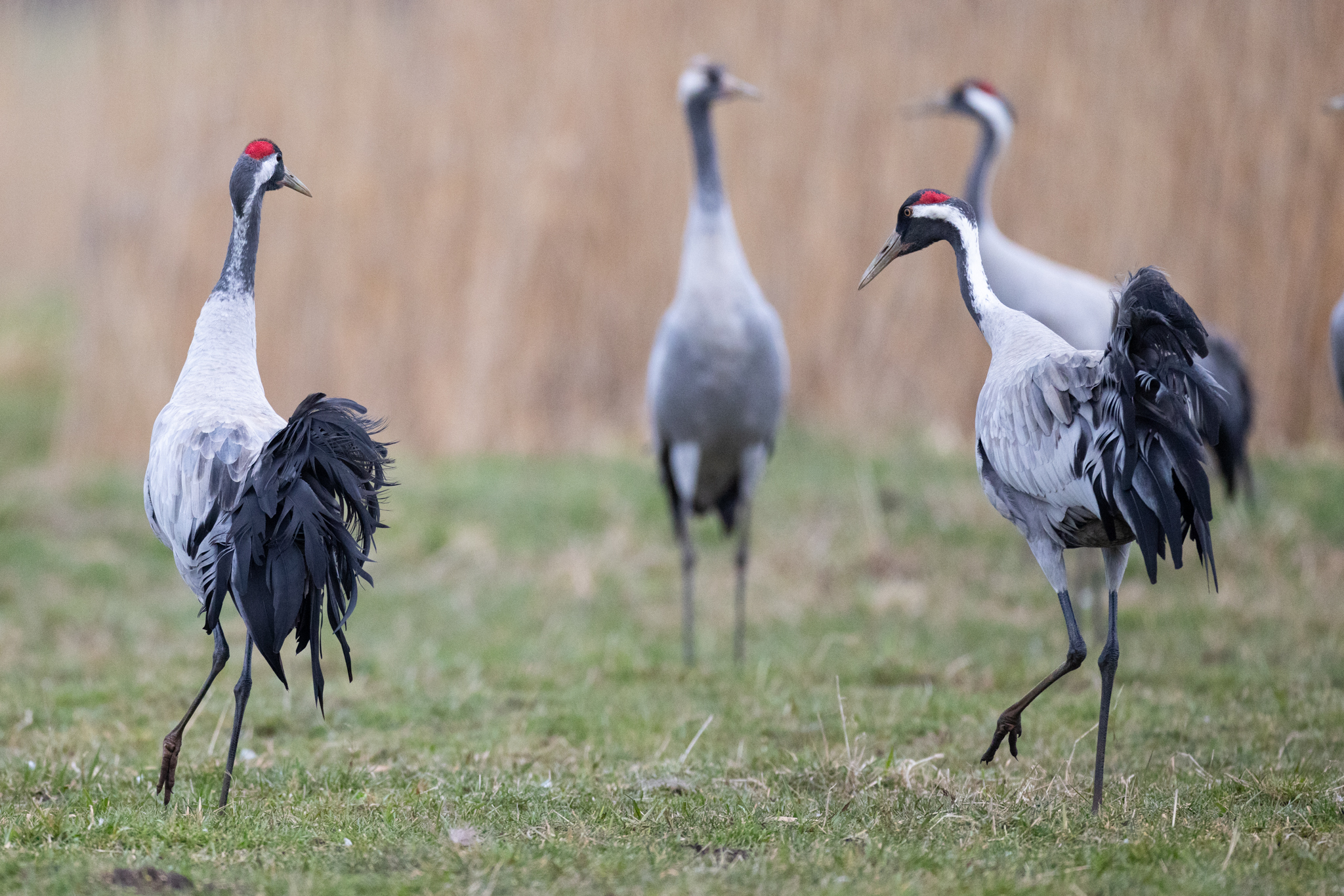 019 AZ Kraniche 2728