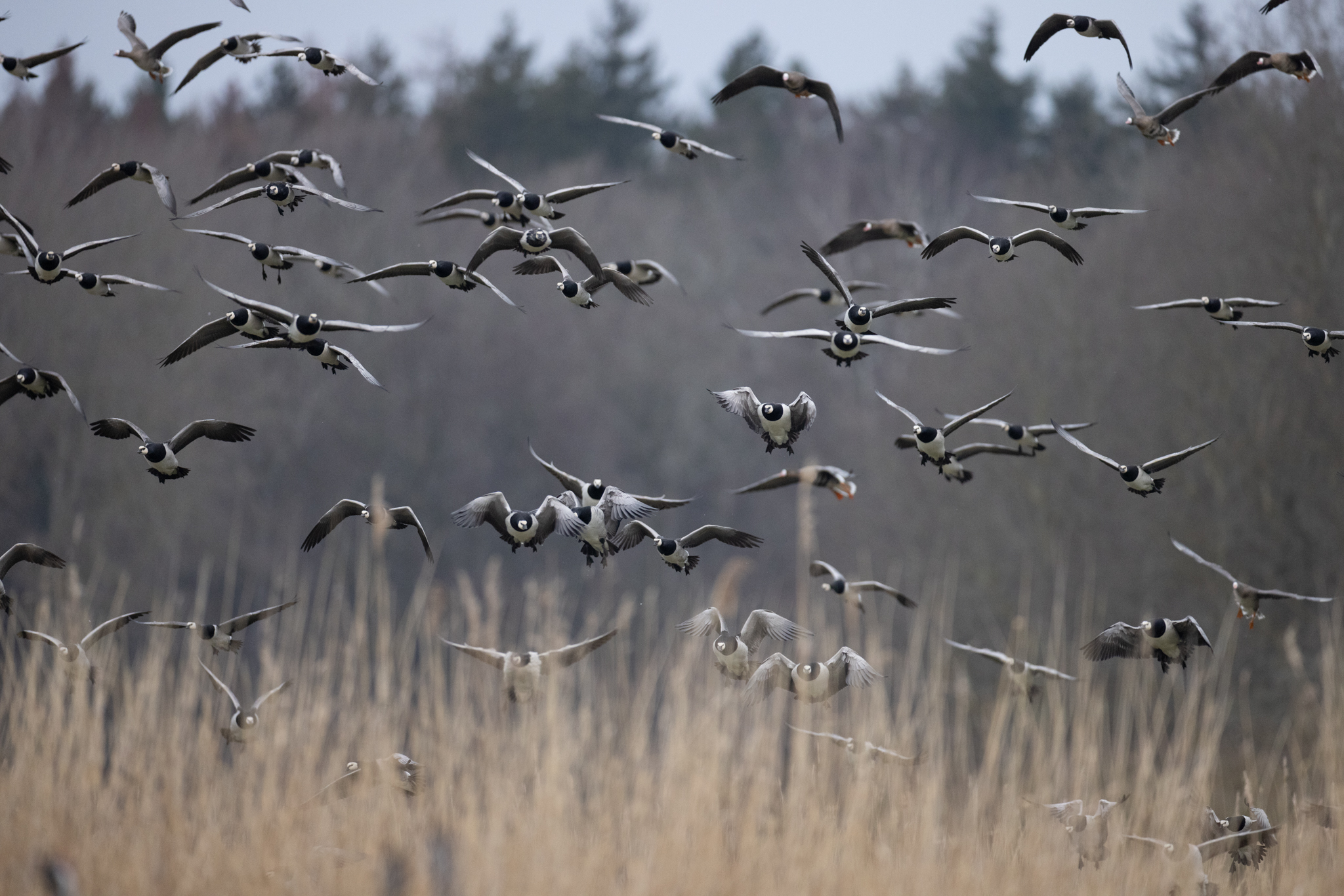 021 AZ Kraniche 2803