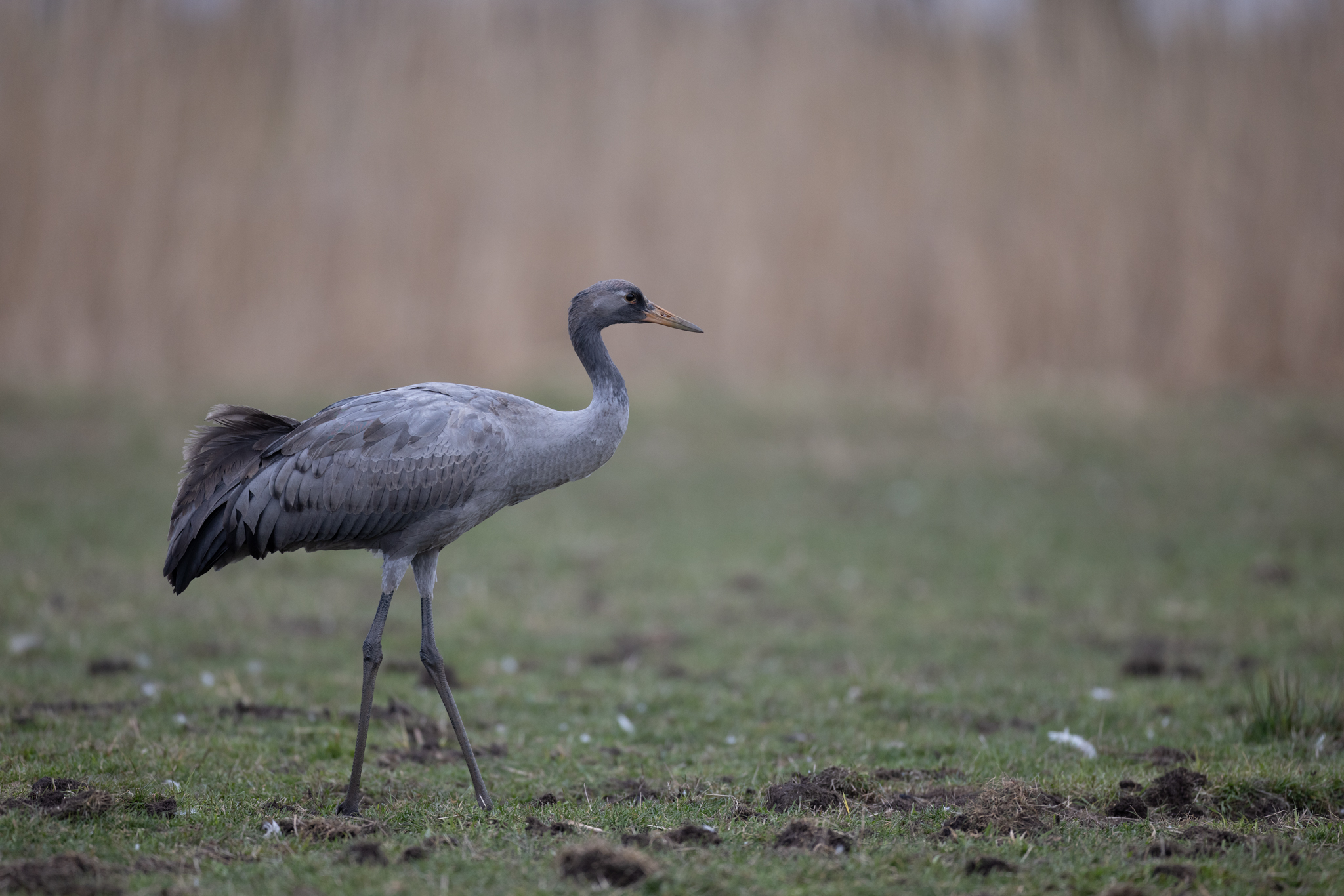 023 AZ Kraniche 2961