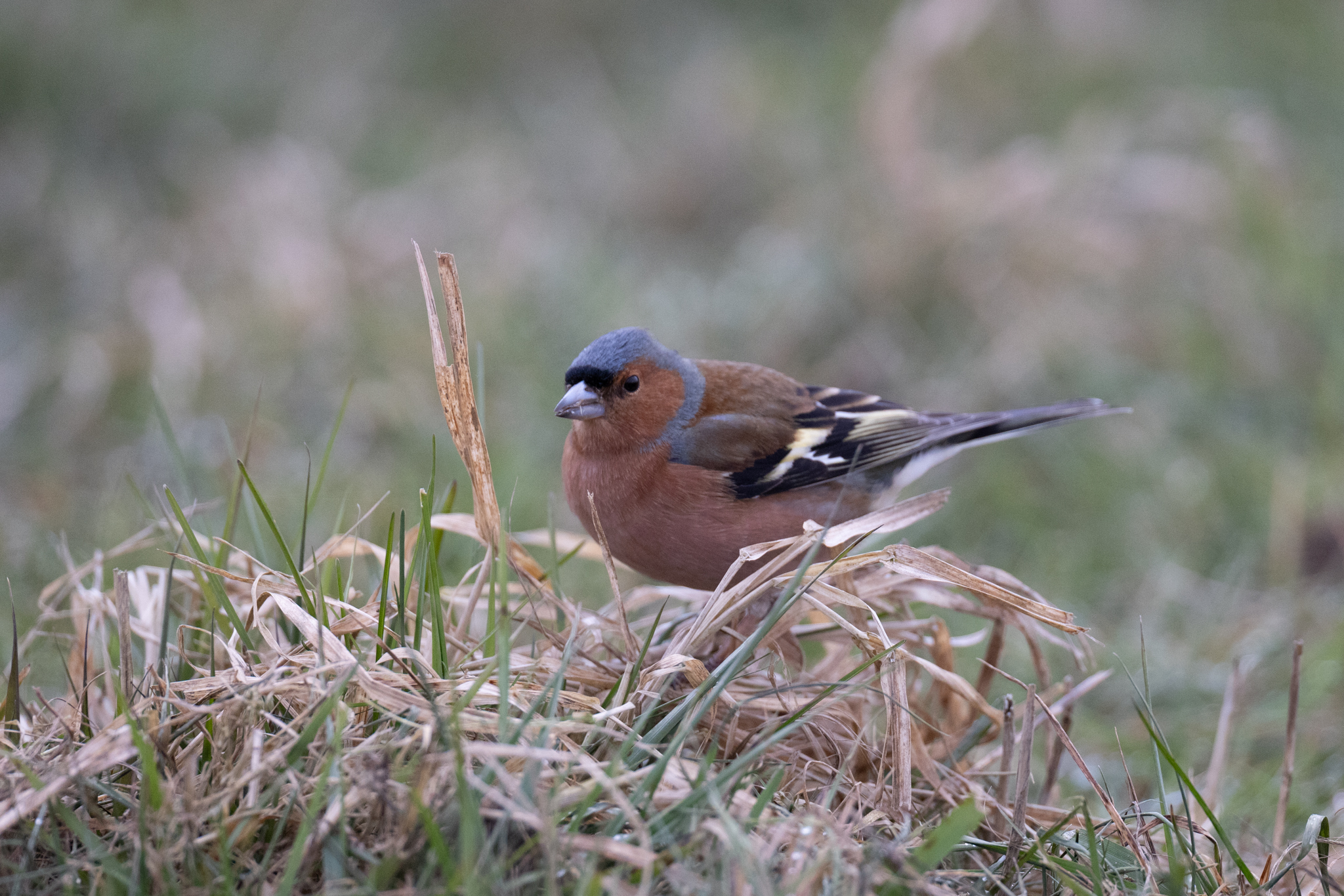 028 AZ Kraniche 3989