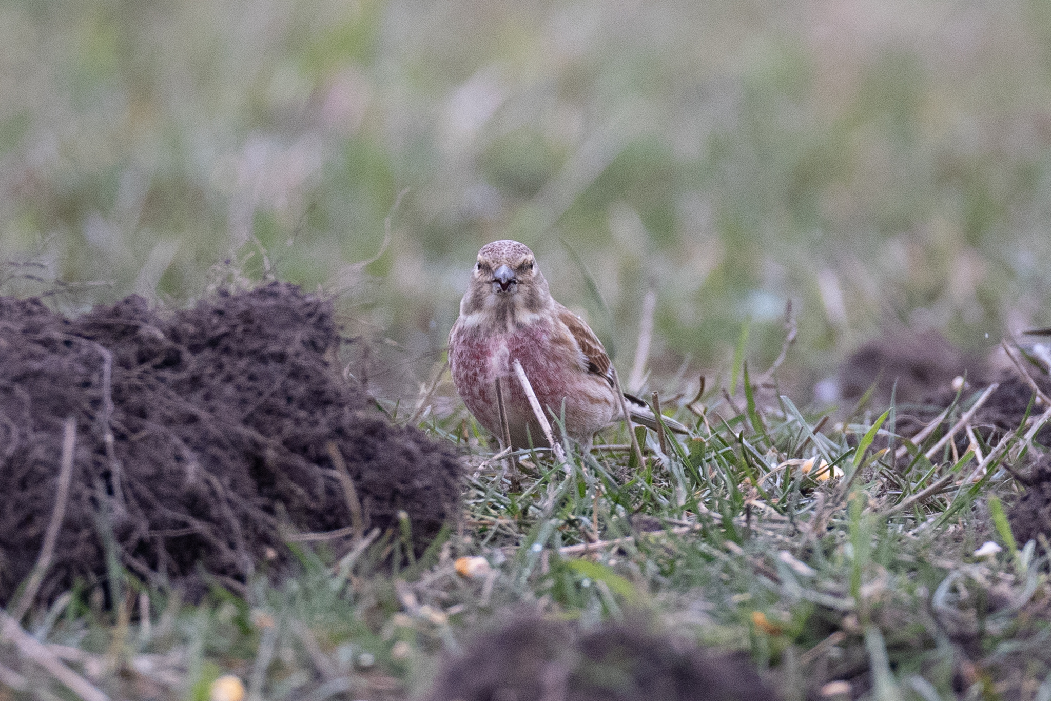 029 AZ Kraniche 4012