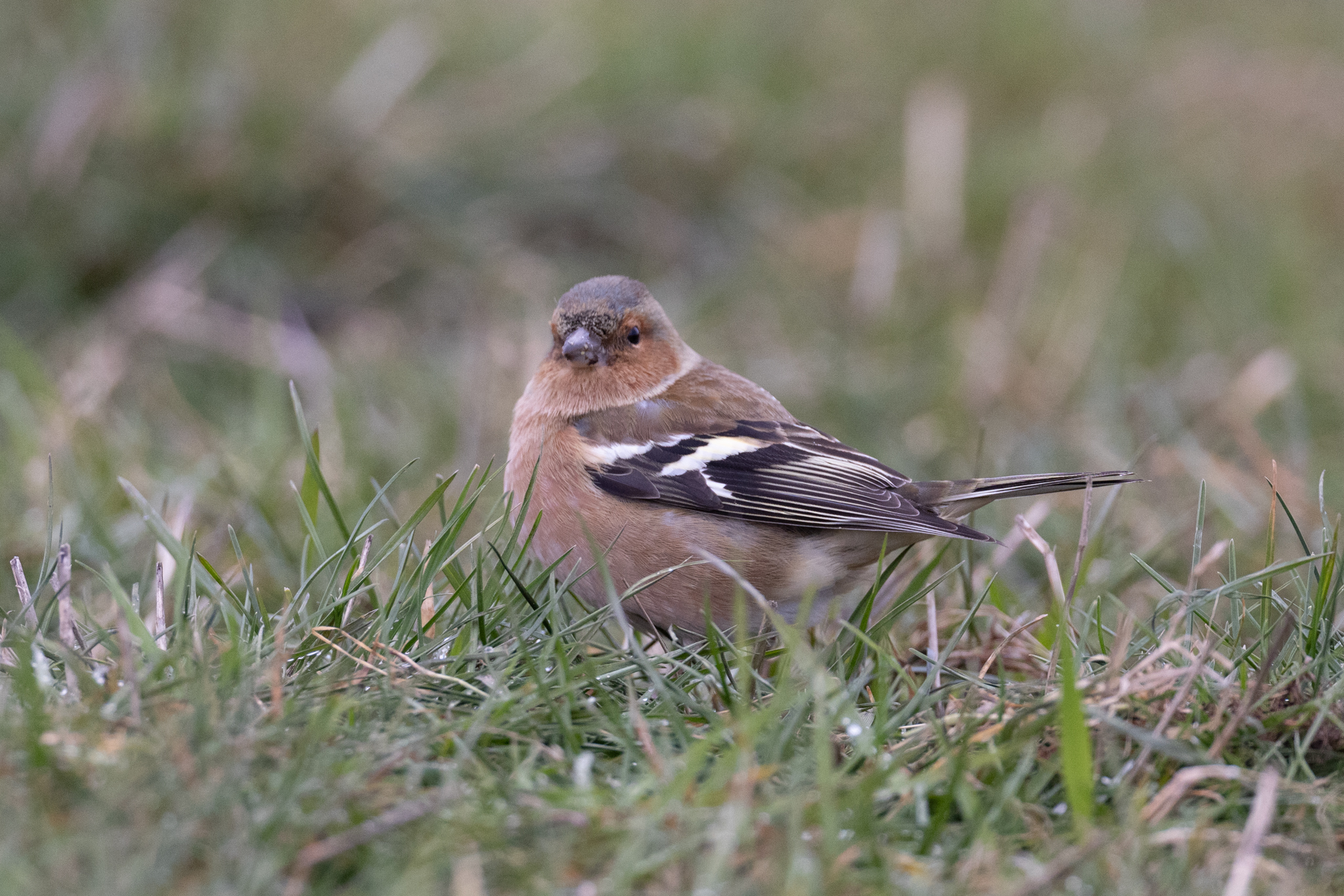 030 AZ Kraniche 4144