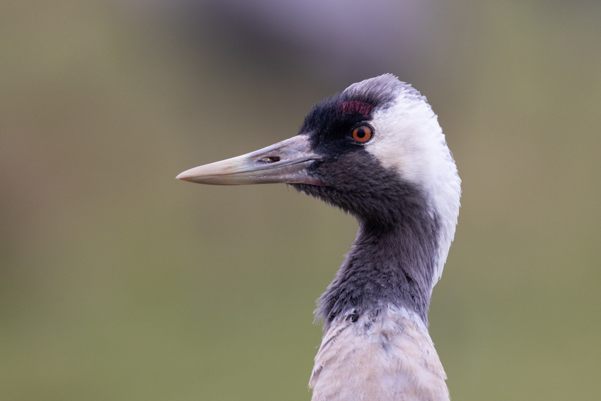 046 AZ Kraniche 6170