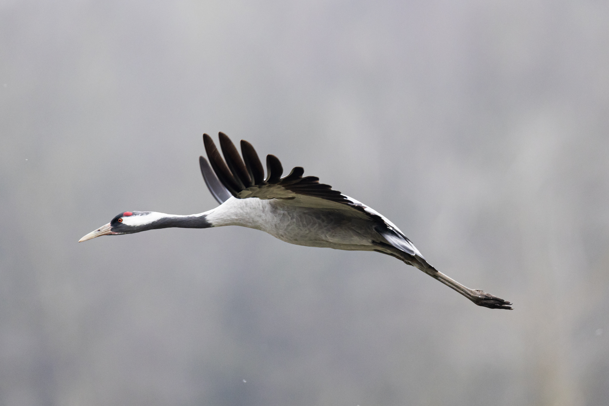 047 AZ Kraniche 6298