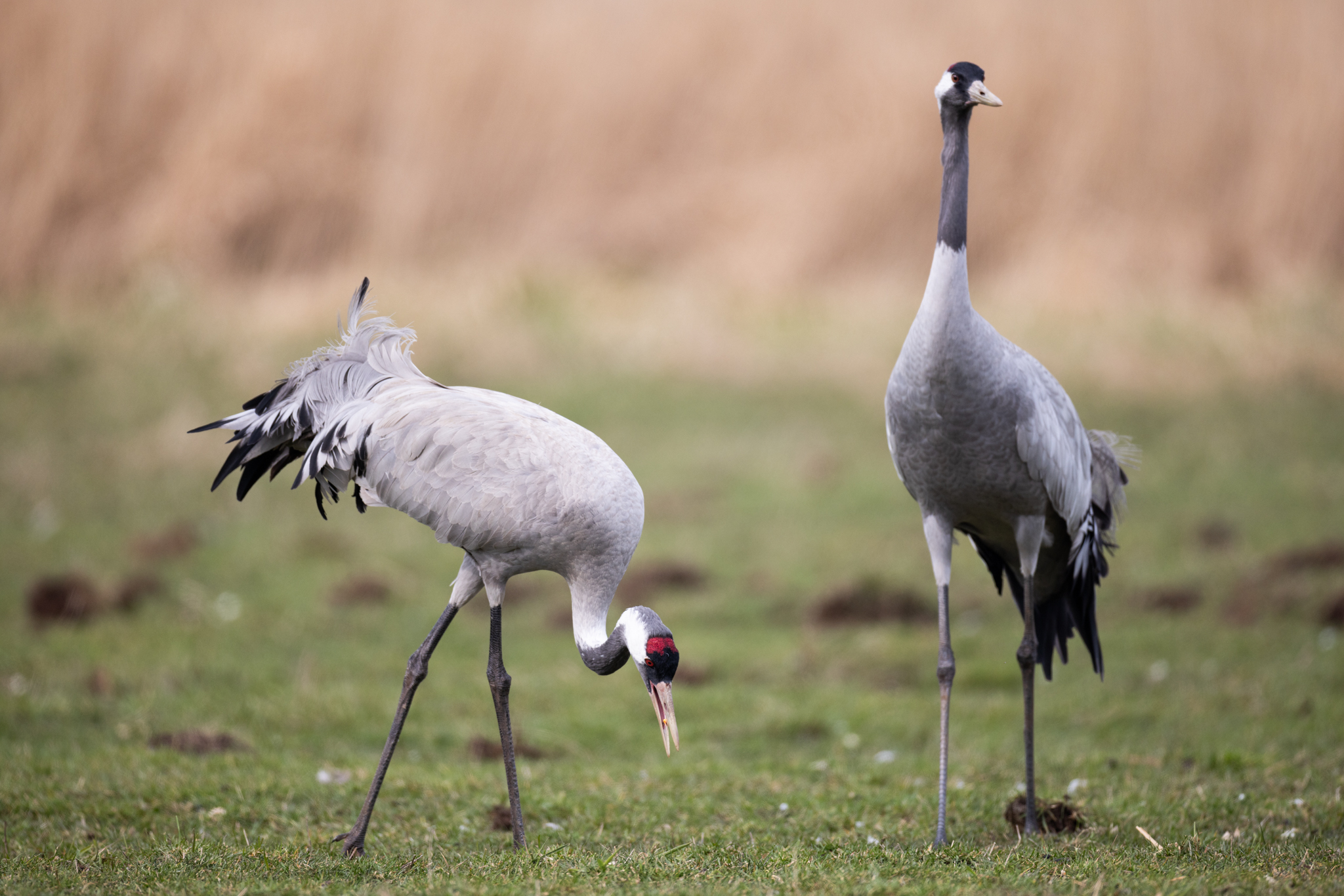 049 AZ Kraniche 6400