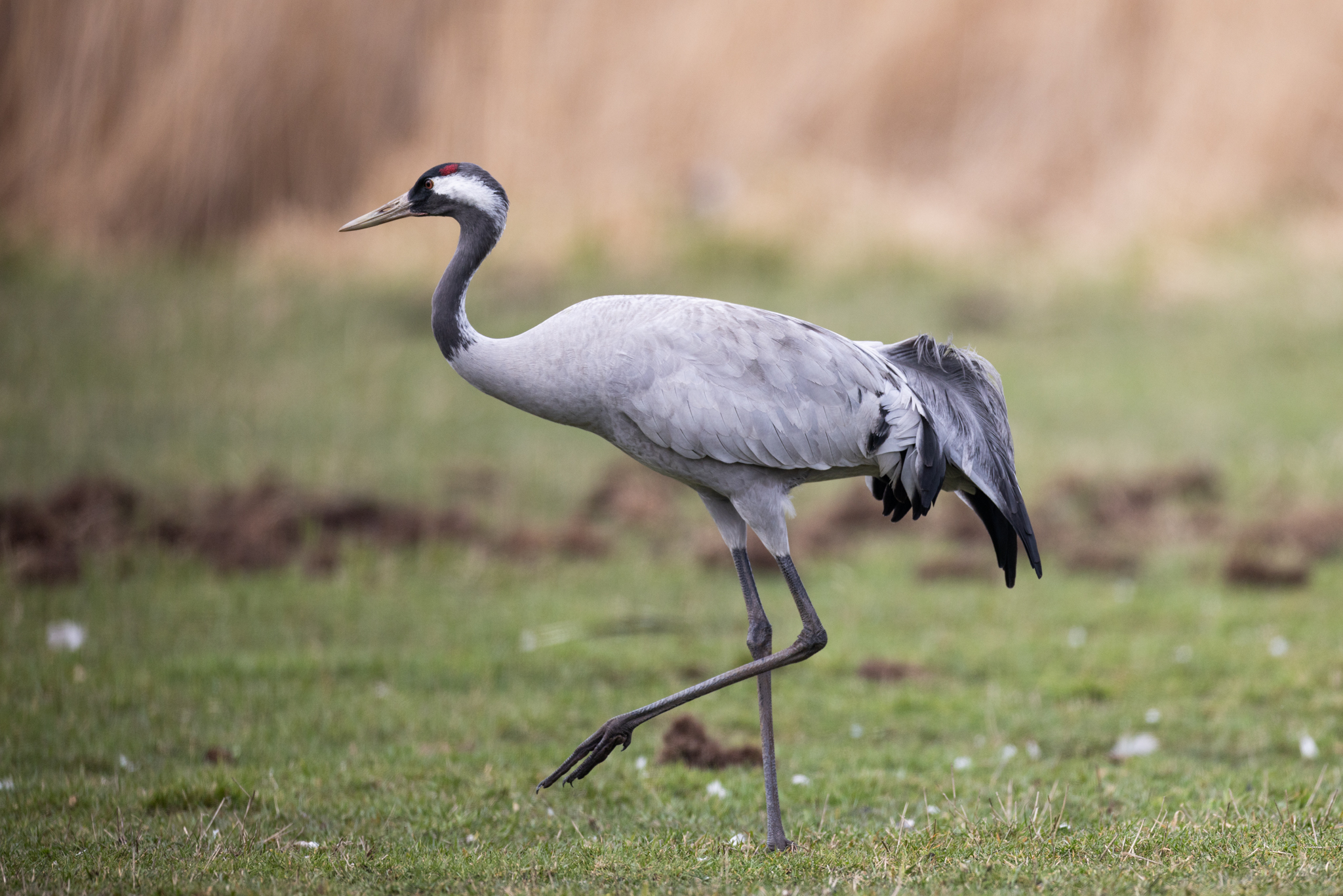 050 AZ Kraniche 6414