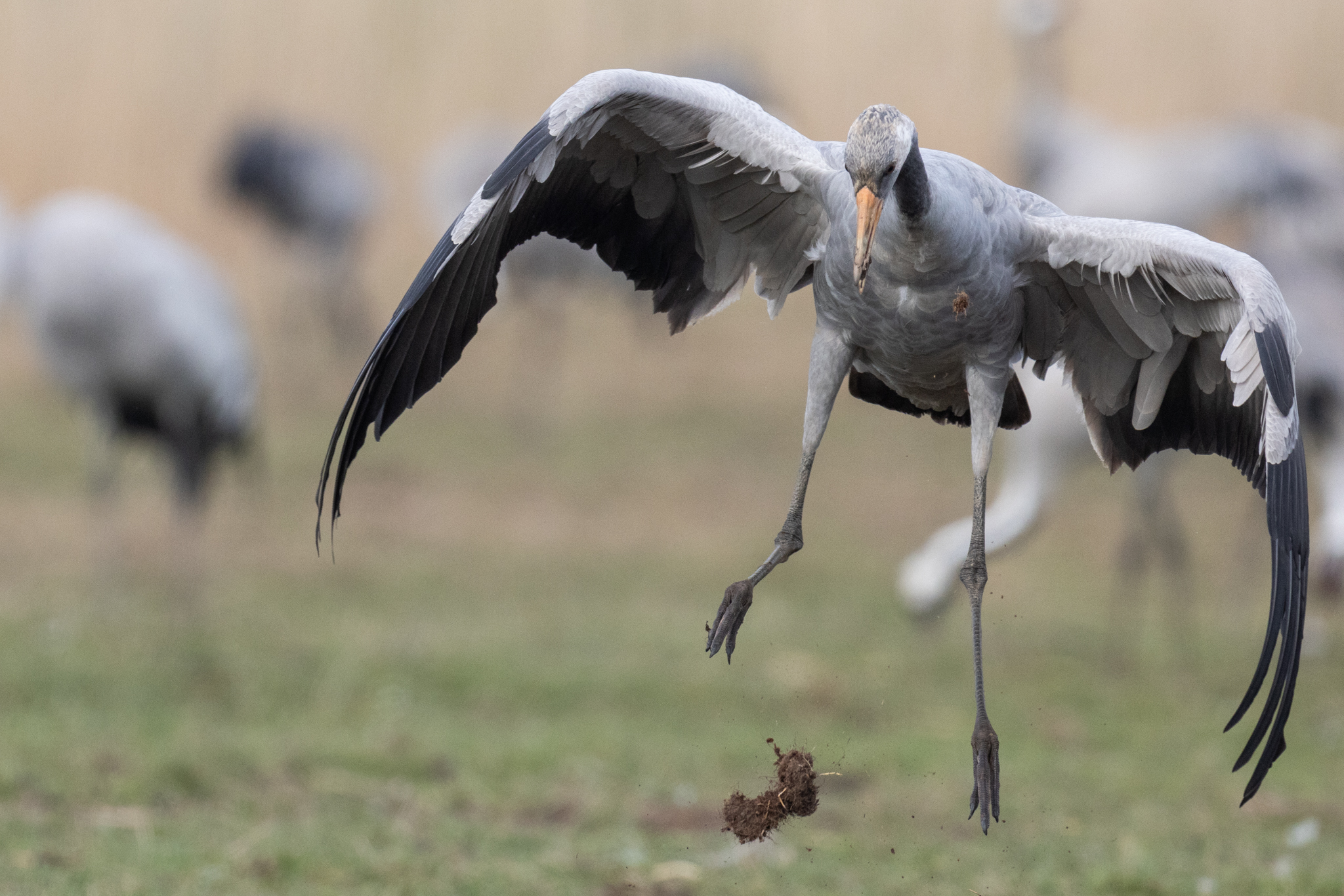 060 AZ Kraniche 7195