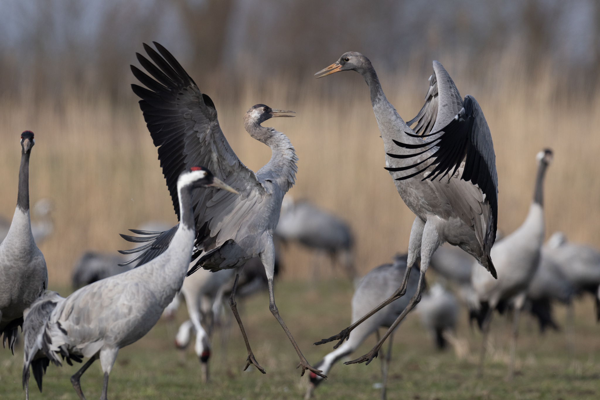 064 AZ Kraniche 7460