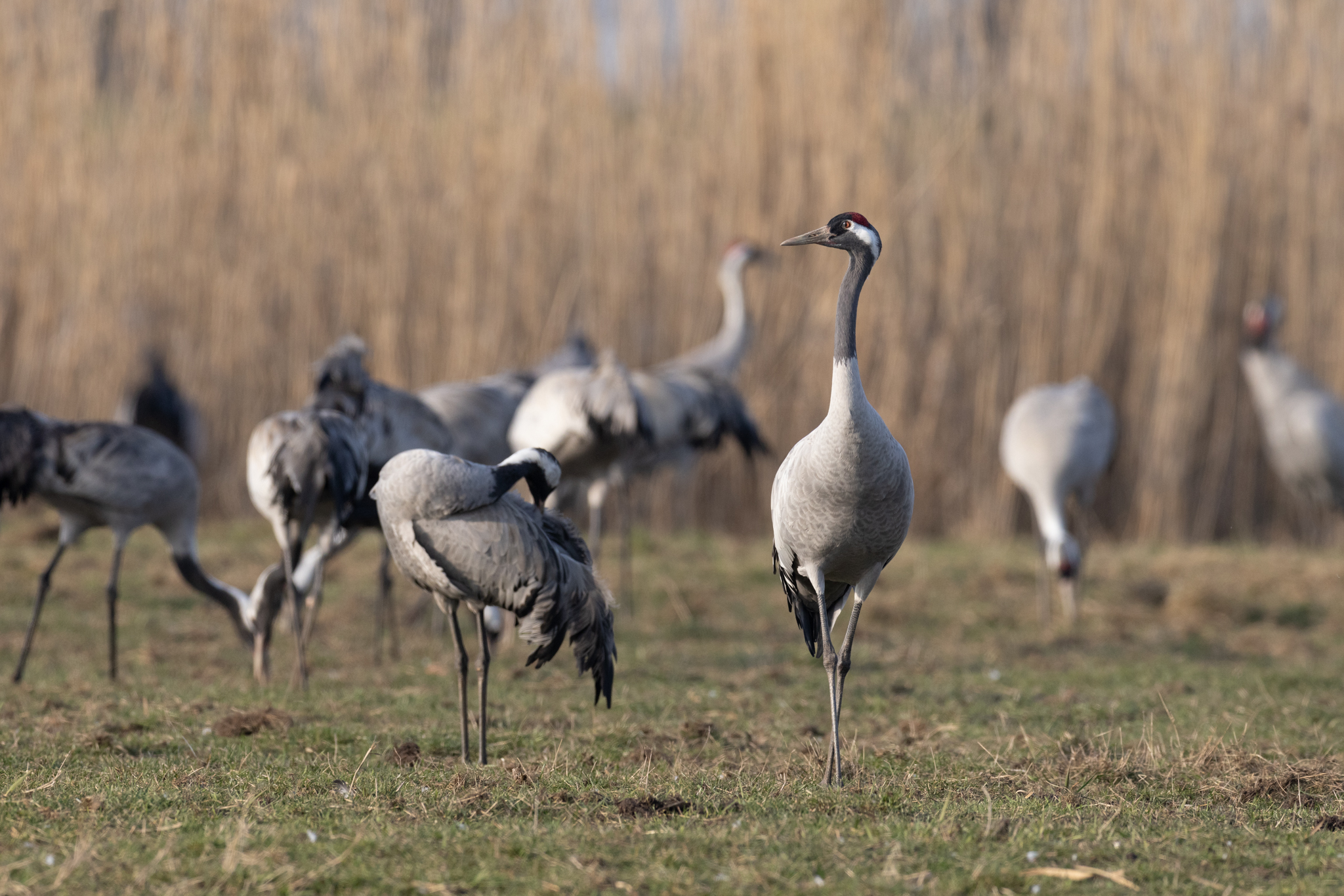 071 AZ Kraniche 7649