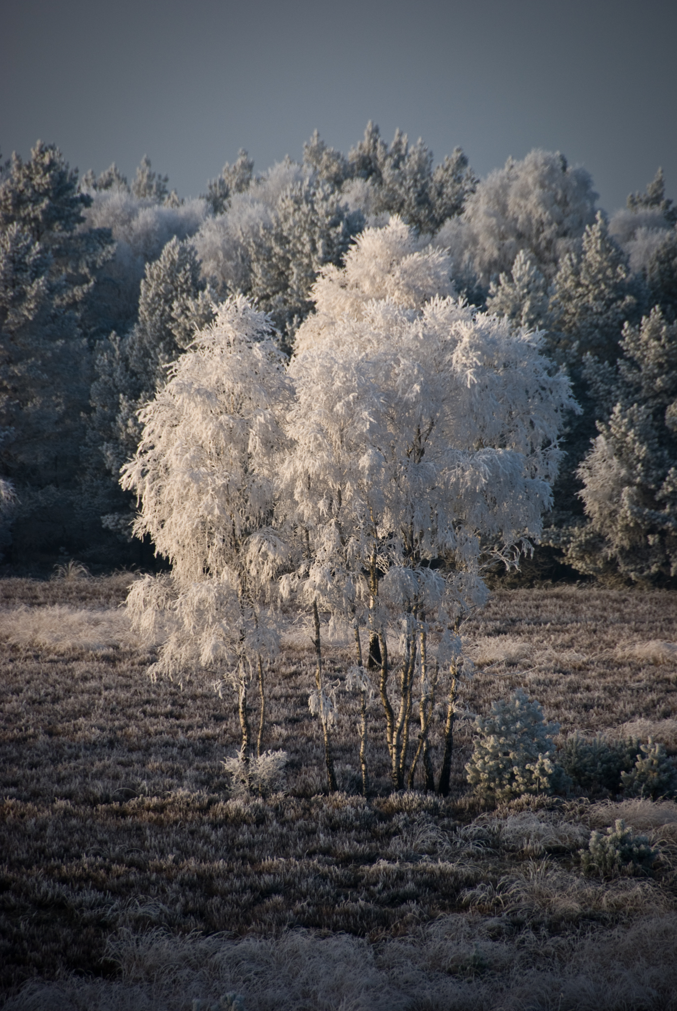 Winter - Kein IR-Filter