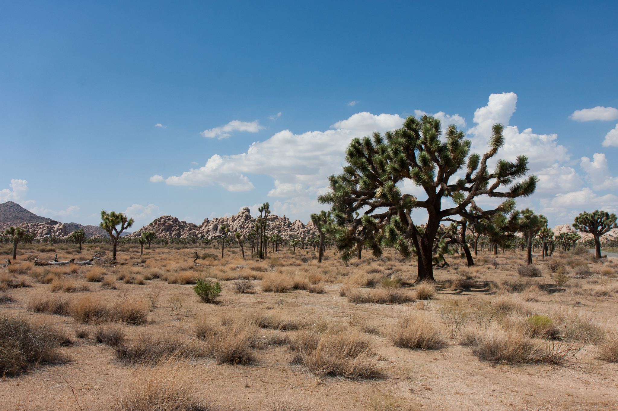 Joshua Tree