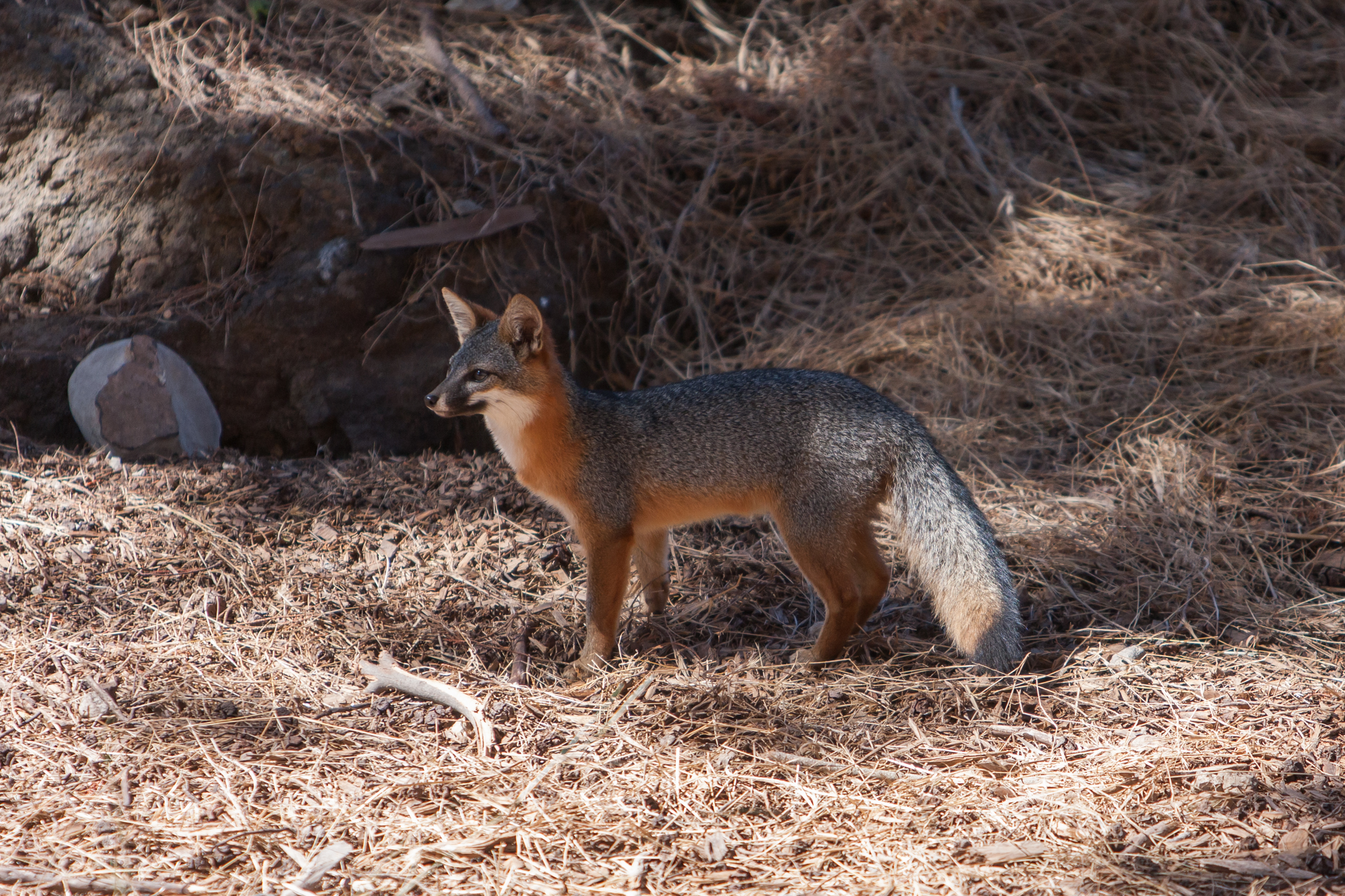 Island Fox